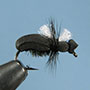 Beetle